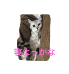Nyanko's（個別スタンプ：2）