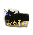 Nyanko's（個別スタンプ：3）