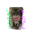 Nyanko's（個別スタンプ：5）
