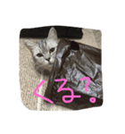 Nyanko's（個別スタンプ：6）