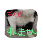 Nyanko's（個別スタンプ：10）