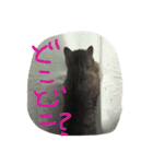 Nyanko's（個別スタンプ：11）