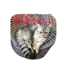 Nyanko's（個別スタンプ：12）