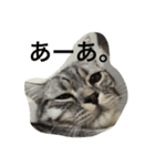 Nyanko's（個別スタンプ：14）