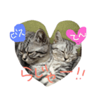 Nyanko's（個別スタンプ：15）
