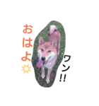 柴犬コロちゃん（個別スタンプ：1）