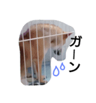 柴犬コロちゃん（個別スタンプ：3）