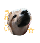 柴犬コロちゃん（個別スタンプ：4）