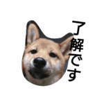 柴犬コロちゃん（個別スタンプ：5）