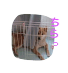 柴犬コロちゃん（個別スタンプ：6）