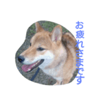 柴犬コロちゃん（個別スタンプ：7）