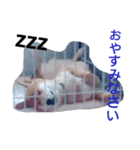 柴犬コロちゃん（個別スタンプ：8）