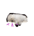 だいふくの日常（個別スタンプ：5）