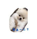 だいふくの日常（個別スタンプ：8）