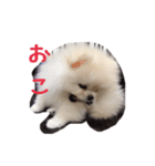 だいふくの日常（個別スタンプ：13）