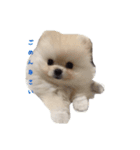 だいふくの日常（個別スタンプ：14）