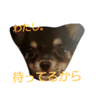 うち3兄弟（個別スタンプ：13）