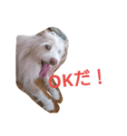 くーすたんぷ（個別スタンプ：1）