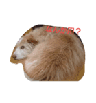 くーすたんぷ（個別スタンプ：3）