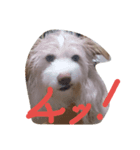 くーすたんぷ（個別スタンプ：4）