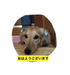DAKS   only（個別スタンプ：1）
