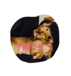 DAKS   only（個別スタンプ：8）