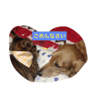 DAKS   only（個別スタンプ：13）