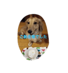 DAKS   only（個別スタンプ：15）