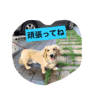 DAKS   only（個別スタンプ：16）