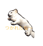 チワワのラヴちゃん（個別スタンプ：4）