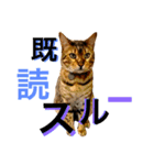 CATな普段使い（個別スタンプ：3）