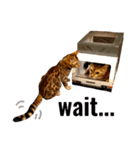 CATな普段使い（個別スタンプ：4）