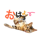 CATな普段使い（個別スタンプ：5）