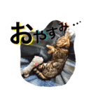 CATな普段使い（個別スタンプ：6）