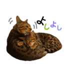 CATな普段使い（個別スタンプ：12）