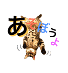 CATな普段使い（個別スタンプ：13）