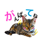 CATな普段使い（個別スタンプ：15）