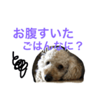 とと時々メル（個別スタンプ：13）