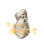 とと時々メル（個別スタンプ：15）
