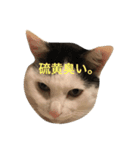 ねこニャンズ 7（個別スタンプ：1）