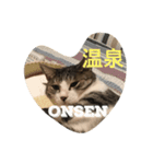 ねこニャンズ 7（個別スタンプ：3）