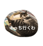 ねこニャンズ 7（個別スタンプ：4）