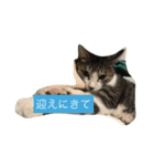 ねこニャンズ 7（個別スタンプ：7）