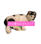 ねこニャンズ 7（個別スタンプ：8）