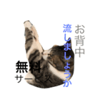 ねこニャンズ 7（個別スタンプ：9）