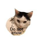 ねこニャンズ 7（個別スタンプ：11）