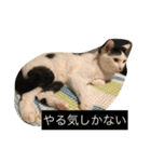 ねこニャンズ 7（個別スタンプ：13）