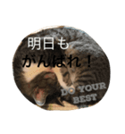 ねこニャンズ 7（個別スタンプ：17）