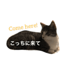 ねこニャンズ 7（個別スタンプ：18）