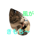 ねこニャンズ 7（個別スタンプ：19）